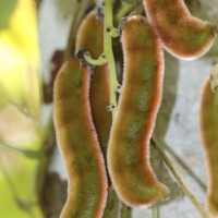 Mucuna pruriens var. pruriens (L.) DC.